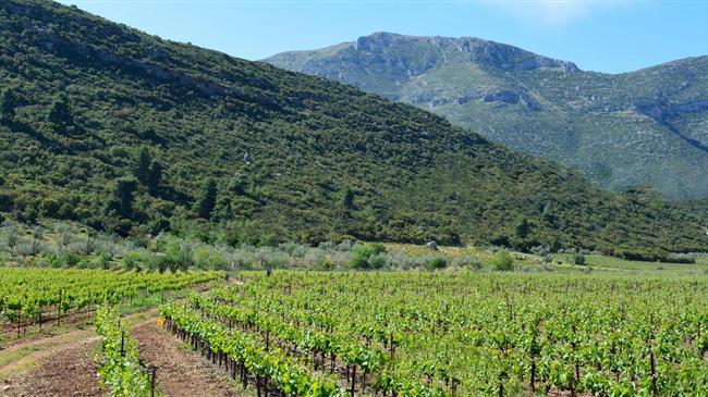 Βόλτα στον Αττικό Αμπελώνα