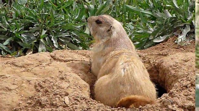 Απάντηση του Γιώργου Αμυρά στο Αττικό Ζωολογικό Πάρκο 