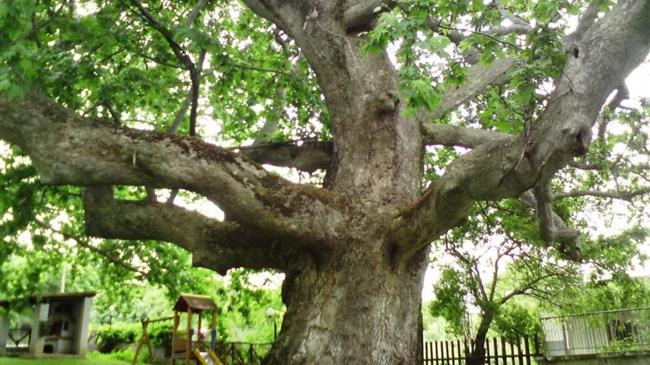 Κινδυνεύουν να εξαφανιστούν τα πλατάνια
