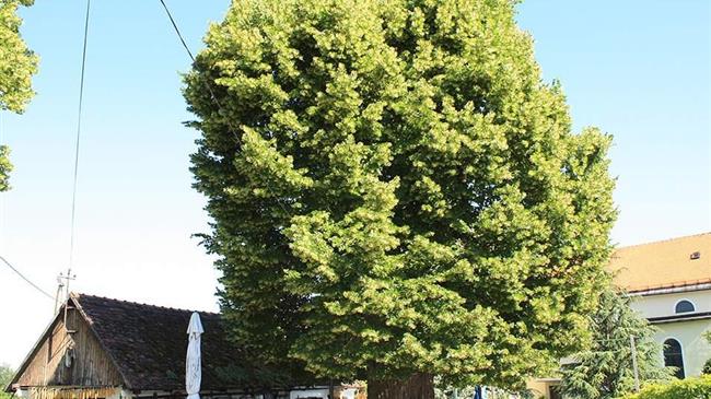 Φλαμουριά 500 ετών διεκδικεί τον τίτλο του «Ευρωπαϊκού Δέντρου 2019»