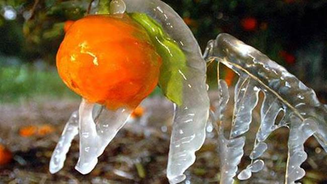 Ολοκληρωτική καταστροφή στα πορτοκάλια