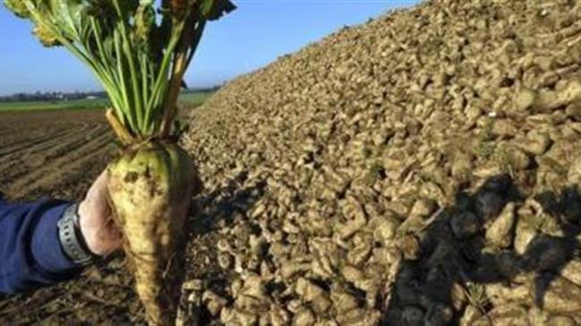 Α. Δημοσχάκης: για τους τευτλοπαραγωγούς