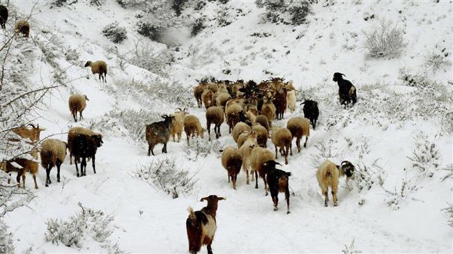 Προβλήματα σε κοπάδια και καλλιέργειες