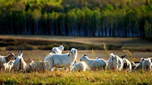Παράταση υποβολής αιτημάτων ανακατανομής βοσκοτόπων