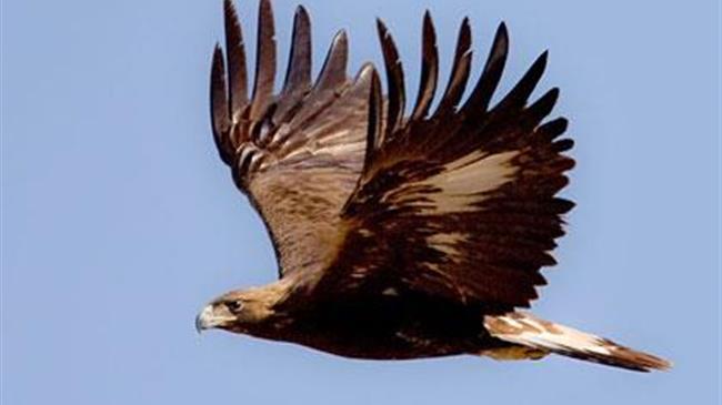 Αρπακτικά πουλιά, οι ρυθμιστές των οικοσυστημάτων