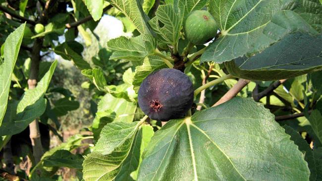 Θετικές εξελίξεις για τους συκοπαραγωγούς της Βόρειας Εύβοιας