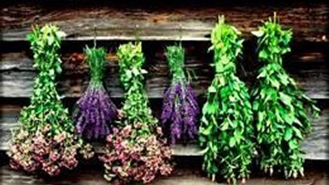 «Ημέρα Αρωματικών και Φαρμακευτικών Φυτών»