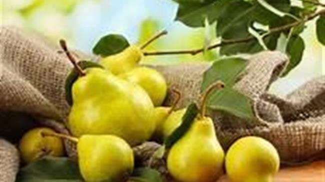 Γεωργικές Προειδοποιήσεις για την Αχλαδιά