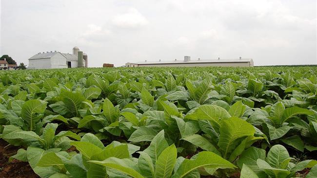 Θ. Ιορδανίδης: Ελλάδα και ΕΕ να στηρίξουν την καπνοκαλλιέργεια