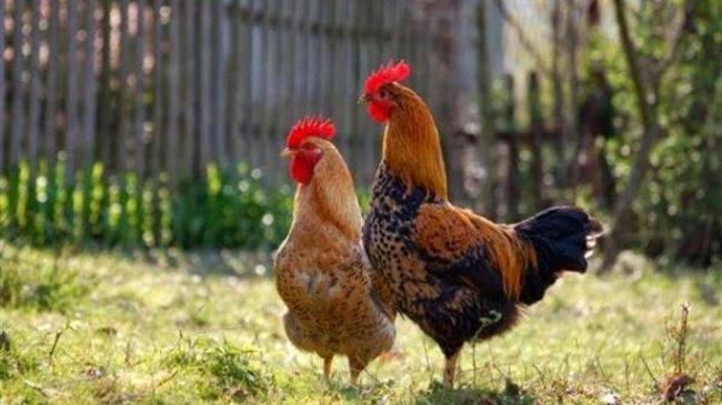 Επείγουσα ενημέρωση πτηνοτρόφων και κατόχων οικόσιτων πουλερικών για τη γρίπη των πτηνών 