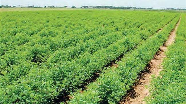 Νομοθετική παρέμβαση για επανένταξη αγροτών στο «Γαία» και απεξάρτηση από ληξιπρόθεσμες οφειλές