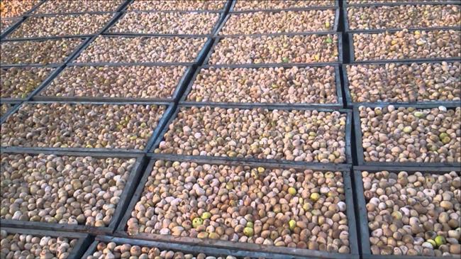 Οι φετινές τιμές για (ξηρό και βιολογικό) σύκο