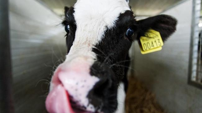 Οι υψηλές θερμοκρασίες διεθνώς απειλούν την παραγωγή σε φάρμες και αγροτικές εκτάσεις