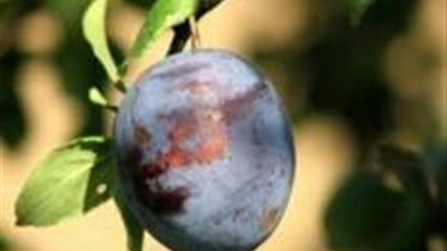 Μονίλια Δαμασκηνιάς 