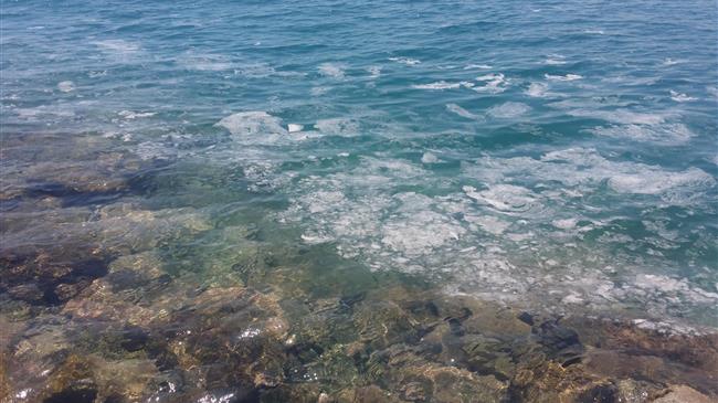 Φυτοπλαγκτόν στον Παγασητικό 