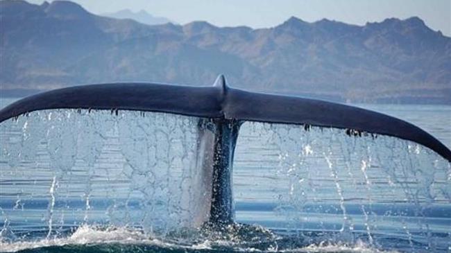 Το SAvE Whales εν δράσει: Στιγμιότυπα από  την πρώτη δράση πεδίου