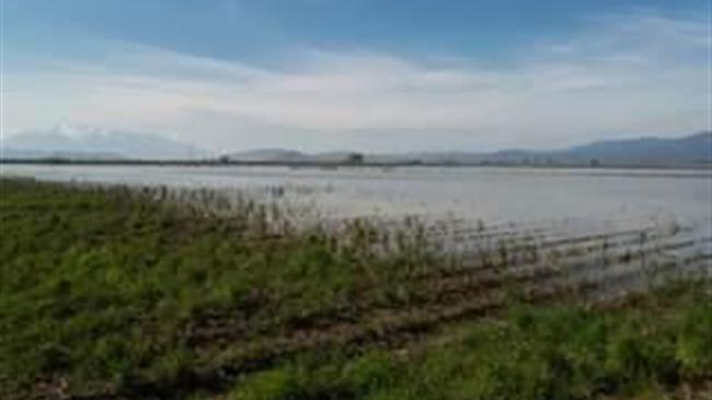 Καρδίτσα: Καλλιέργειες καταστράφηκαν από τις βροχοπτώσεις