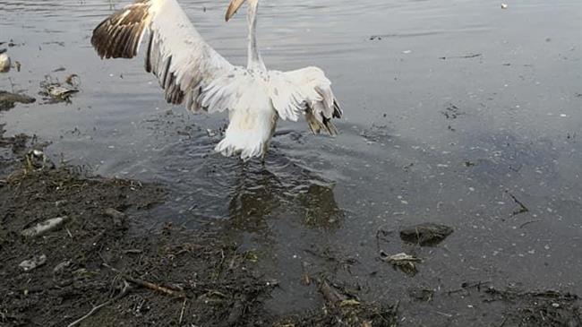 Απελευθέρωση άγριων πουλιών στη λίμνη Κερκίνη