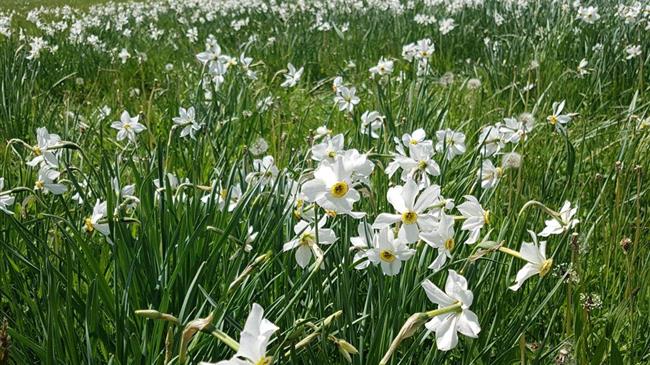 Η γιορτή του Νάρκισσου