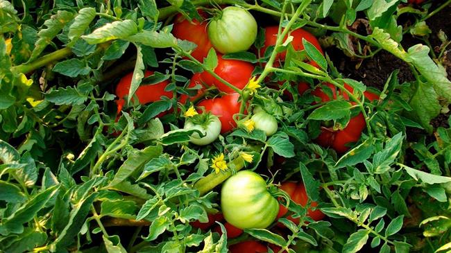 6 κατηγορίες τροφίμων «κλειδί» για μικρότερο κίνδυνο καρδιαγγειακής νόσου