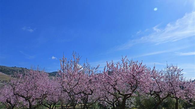 Εχθροί και Ασθένειες της Αμυγδαλιάς