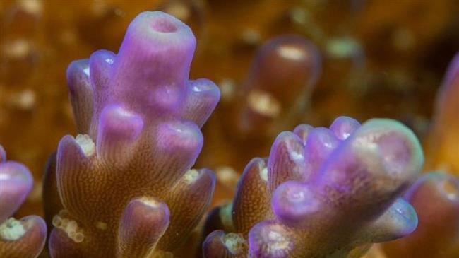 Ανακαλύφθηκε οργανισμός που παράγει χλωροφύλλη, αλλά δεν κάνει φωτοσύνθεση 