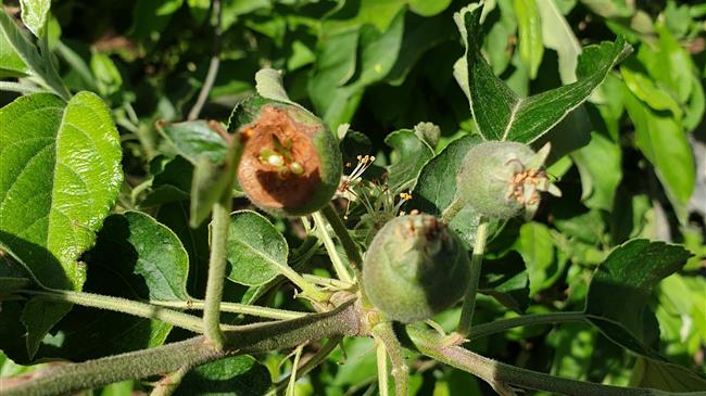 Επίσκεψη Ν.Παπαδόπουλου στις πληγείσες από το χαλάζι περιοχές 