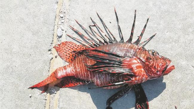 Συναγερμός στο Αιγαίο: Eπικίνδυνα ψάρια-«εισβολείς» στα ελληνικά νερά