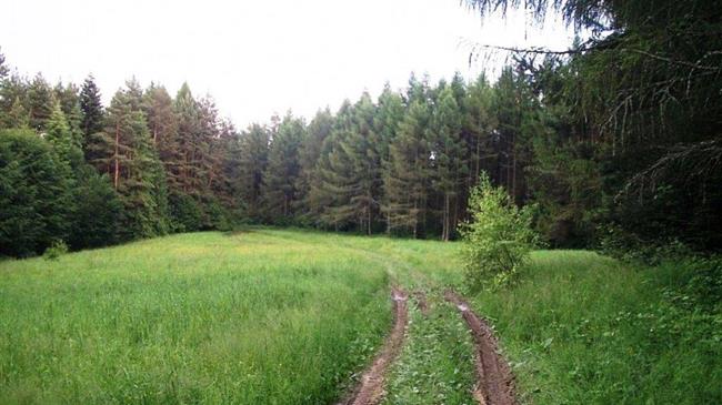 Παραχώρηση δασωμένων αγρών