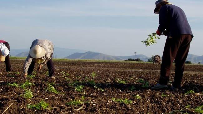 Αγρότες: Παράταση μέχρι τις 30/6 για την ασφαλιστική ικανότητα