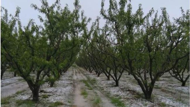 Αμέτρητες οι ζημιές στη Χαλκιδική - Μετρούν απώλειες οι παραγωγοί