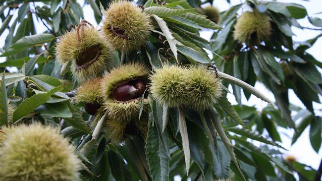 Μαυρίδου: Στηρίζουμε την πρωτογενή παραγωγή και στεκόμαστε στο πλευρό των καστανοπαραγωγών