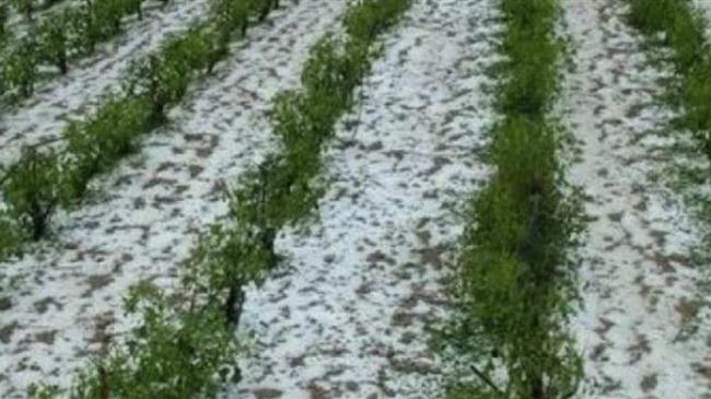 Καταστροφές σε καλλιέργειες από χαλαζόπτωση στη Δυτική Ελλάδα