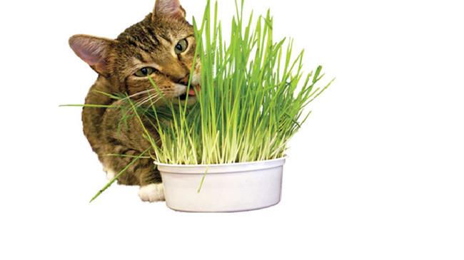 Γάτες και φυτά… μία σχέση αγάπης και μίσους!