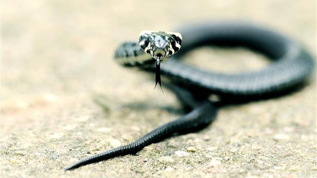 Τα φίδια που «ζευγαρώνουν» ή «μαλώνουν» 