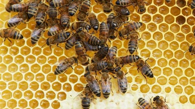 Οι μέλισσες της Ζιμπάμπουε σώζονται από ένα καινοτόμο έργο