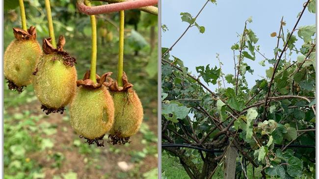 Καταστροφική χαλαζόπτωση στον κάμπο της Άρτας