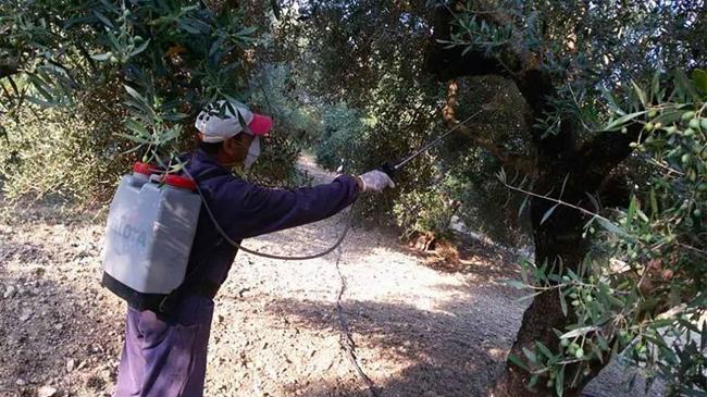 Έναρξη δακοκτονίας στην Κέρκυρα