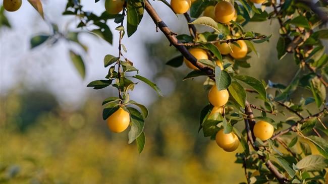 Με ένα Εθνικό και τρία Ομαδικά Περίπτερα η Ελλάδα στην FRUIT LOGISTICA 2020