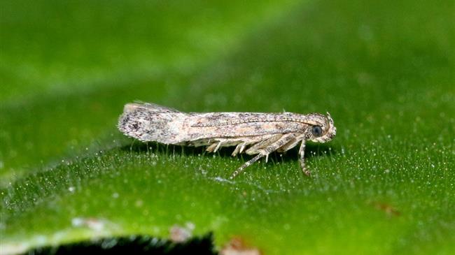 Στο πλευρό των παραγωγών της Κρήτης που αντιμετωπίζουν προβλήματα από το έντομο Tuta Absoluta