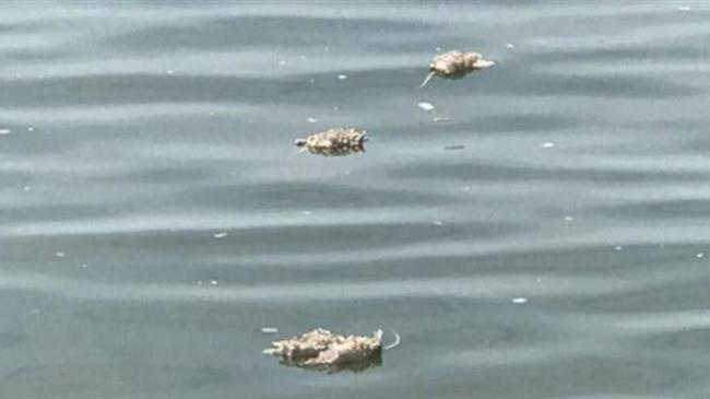 Νεκρά ποντίκια γέμισε χθες ο Θερμαϊκός - Πώς βρέθηκαν εκεί