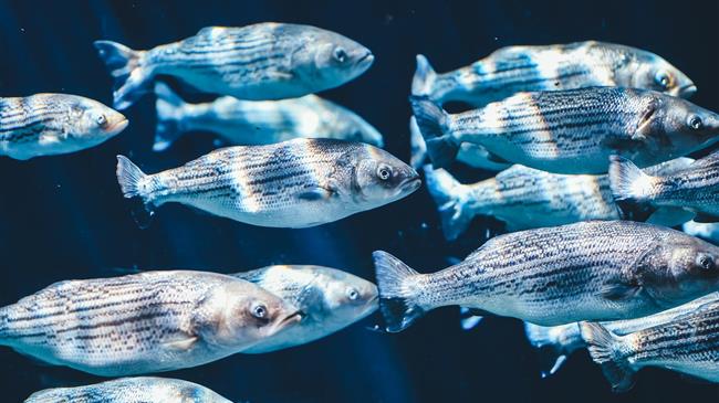 Yποβολή προτάσεων στο επιχειρησιακό πρόγραμμα αλιείας και θάλασσας