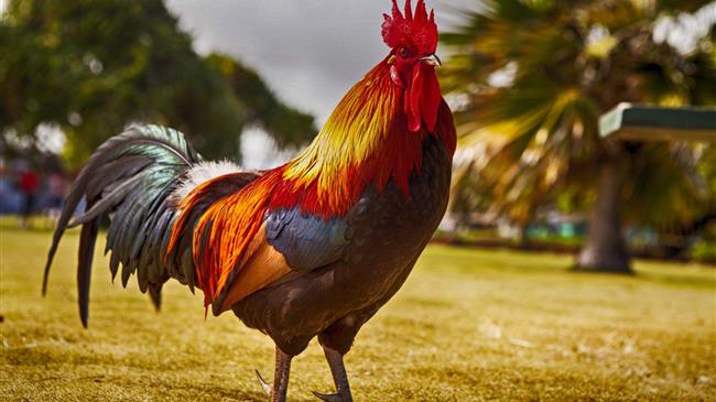 Το δικαστήριο απαγόρευσε σε κόκορα λαλάει