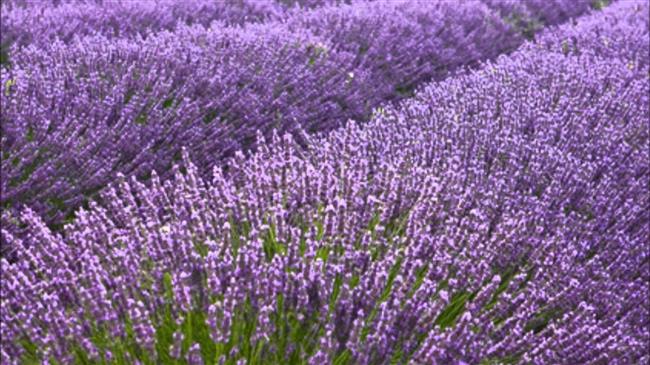 Η εύκολη καλλιέργεια με τα σημαντικά κέρδη που ευδοκιμεί στην Ελλάδα