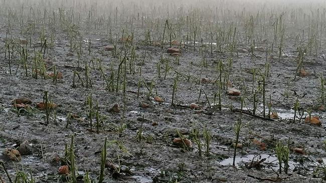 Άμεση η κινητοποίηση για την καταγραφή των ζημιών  σε καλλιέργειες από τα ακραία καιρικά φαινόμενα 