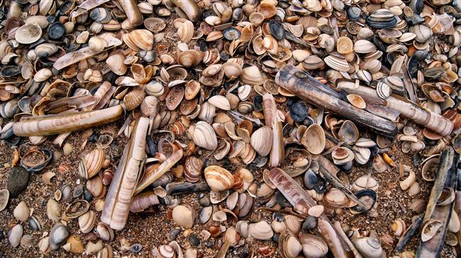 Συλλήψεις για παράνομη μεταφορά οστράκων