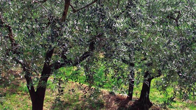 Γ. Μπουρνούς: για τη στήριξη των ελαιοπαραγωγών της Λέσβου