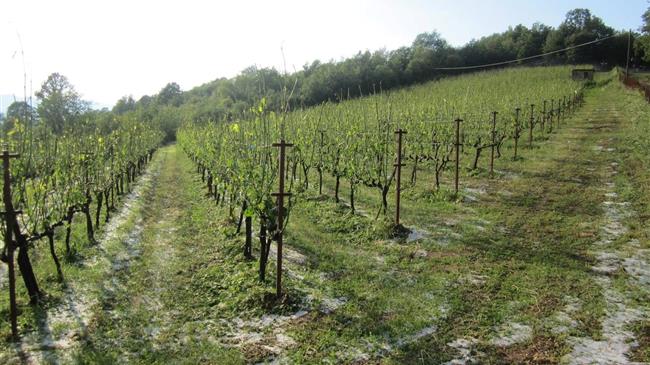 Βιβλική καταστροφή στα αμπέλια στον Τύρναβο από χαλάζι και ανεμοστρόβιλο 