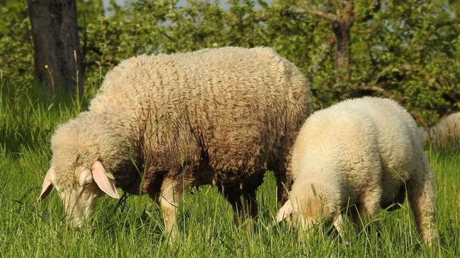 Απογραφή αιγοπροβάτων και χοίρων: Ξεκινά η ηλεκτρονική υποβολή