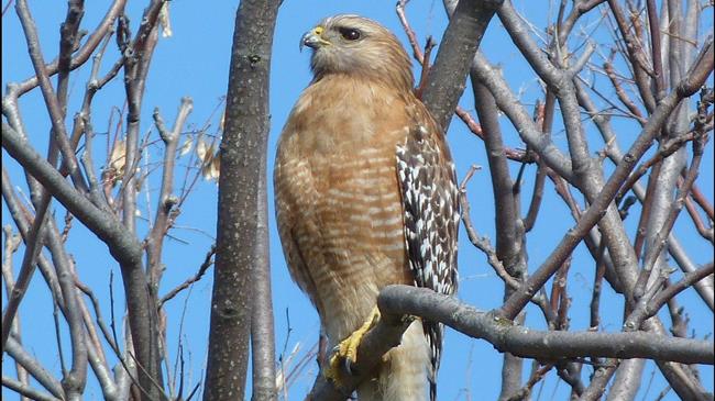 Απόφαση Ένταξης Πράξεων στην «Προστασία της άγριας ορνιθοπανίδας»